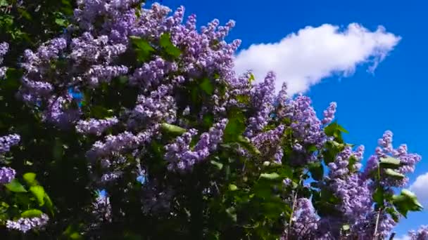 Pink Lilac Overlooking Blue Sky — Stock Video