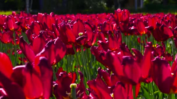 绿色草地上的红色郁金香在风中摇曳 — 图库视频影像