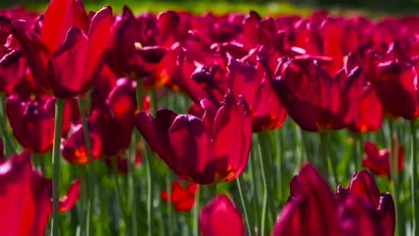 绿色草地上的红色郁金香在风中摇曳 — 图库视频影像