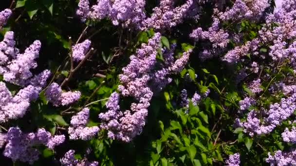 Pink Lilac Bloomed Summer — Stock Video