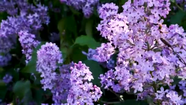 Pink Lilac Bloomed Summer — Stock Video