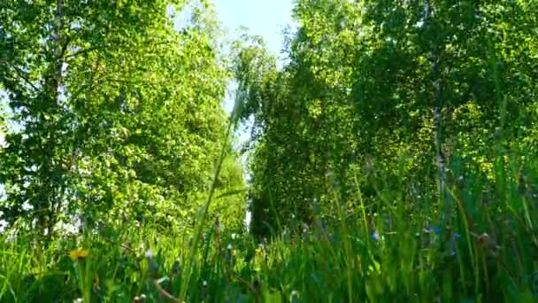 Bottom View Green Grass Trees Summer — Stock Video