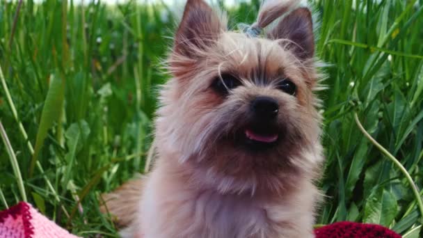 Raça Cão York Descansa Parque — Vídeo de Stock