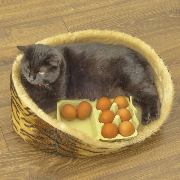 Aux oeufs de Pâques ont besoin de tout, à lui préparent même les chats. chat avec des œufs. joyeuse Pâques — Photo