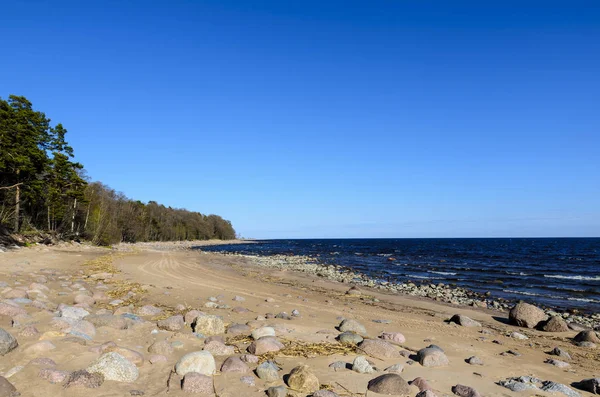Brzegu Zatoki Fińskiej Błękitne Morze Falami Skały Brzegu Wysokie Sosny — Zdjęcie stockowe