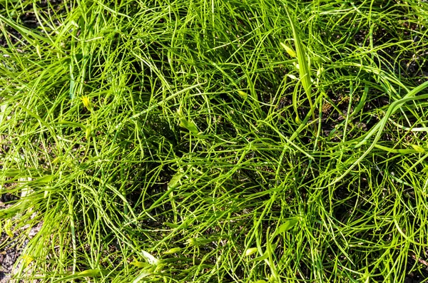 fresh not mowed lawn grass close-up