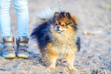 güzel küçük köpek Spitz kum ve plaj metresi ayakları yanında arka planda duruyor, ayaklar küçük . açık bir ağız ile komik gülümseyen köpek. bir tasma üzerinde bağlı.                               