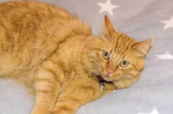Gato Rojo Acostado Una Manta Gris Con Estrellas Blancas Con —  Fotos de Stock