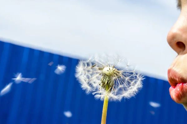 Niño Sopla Sobre Diente León Sus Semillas Dispersan Sembrando Nueva —  Fotos de Stock