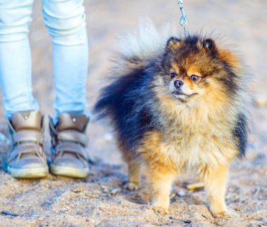 güzel küçük köpek Spitz kum ve plaj metresi ayakları yanında arka planda duruyor, ayaklar küçük . açık bir ağız ile komik gülümseyen köpek. bir tasma üzerinde bağlı.                               