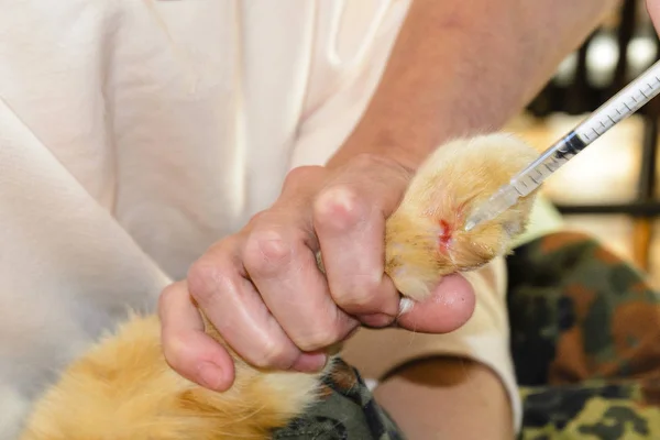 the red cat is given an injection in the paw. vaccinated animal, vaccinations against diseases, ticks, fleas, depriving. healthy pet, healthy home. the concept of animal health.