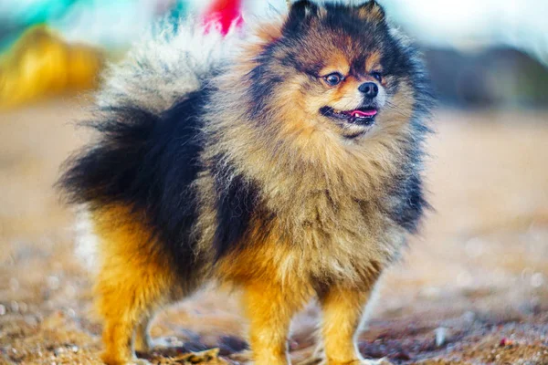 Lindo Filhote Cachorro Spitz Está Pleno Crescimento Fundo Areia Praia — Fotografia de Stock