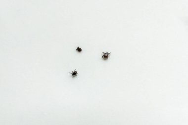 beyaz bir arka plan üzerinde kene ensefaliti üç.