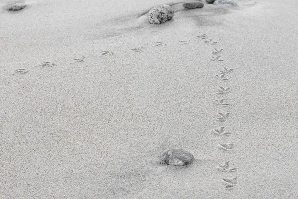 Spuren Eines Kleinen Vogels Sand — Stockfoto