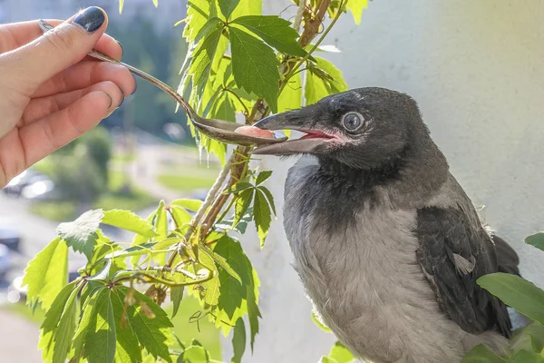 Utfodring Fjäder Little Crow Äter Med Sked Och Pincett Begreppet — Stockfoto