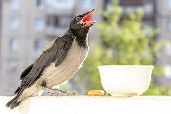 张开嘴的小乌鸦要求吃喝 照顾后代的概念 — 图库照片