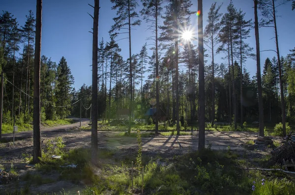 beautiful forest and life in the forest. building a house in a deep, lifeless pine forest against a background of trees, bright sun and blue sky