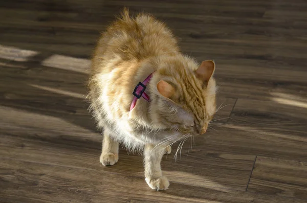 Gato Vermelho Doente Com Uma Pata Dianteira Ferida Conceito Cuidados — Fotografia de Stock