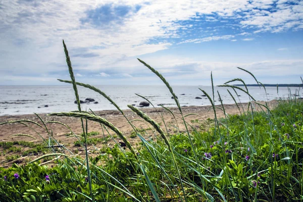 북해의 황량한 해안에 희귀하지만 아름다운 작물의 스파이크는 차가운 바람의 힘아래 — 스톡 사진