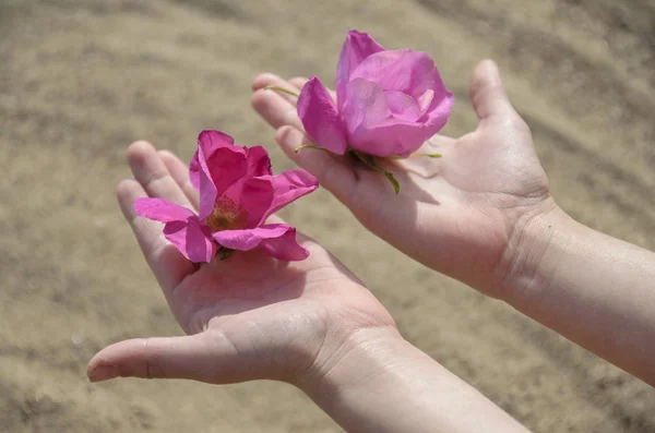 Mãos Doces Crianças Mulheres Com Botões Pétalas Flores Rosa Selvagens — Fotografia de Stock