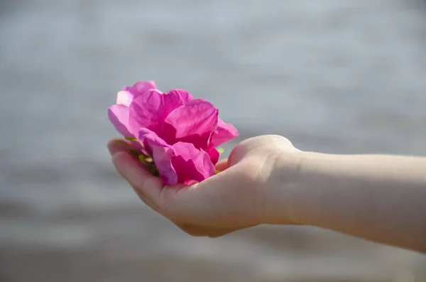 Mãos Doces Crianças Mulheres Com Botões Pétalas Flores Rosa Selvagens — Fotografia de Stock