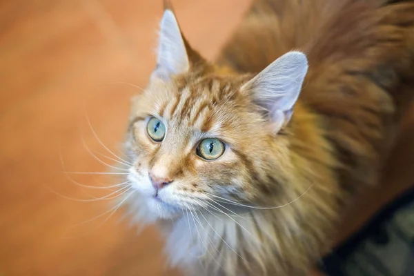 猫の肖像画 大きな美しく 表現力豊かな猫はメインクーンを繁殖 リード猫のように見えます 耳にタッセルを付けて — ストック写真