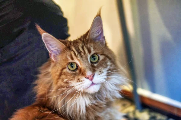 一只猫的肖像 一只大美丽和富有表现力的猫品种缅因库翁 看起来像一只芦猫耳朵上塞 — 图库照片