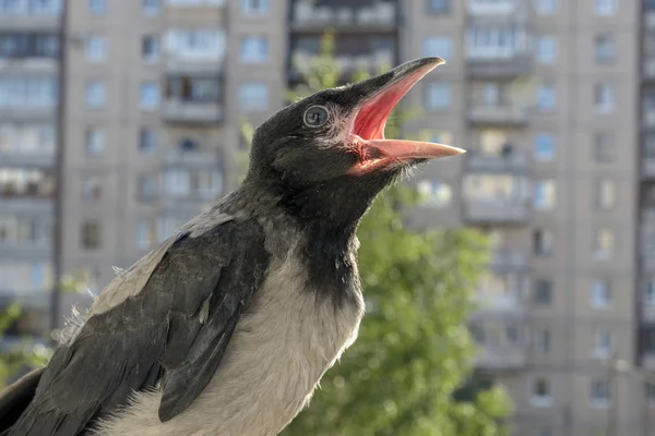 Vackra Baby Raven Sitter Balkongen Räcke Med Munnen Öppen Ber — Stockfoto