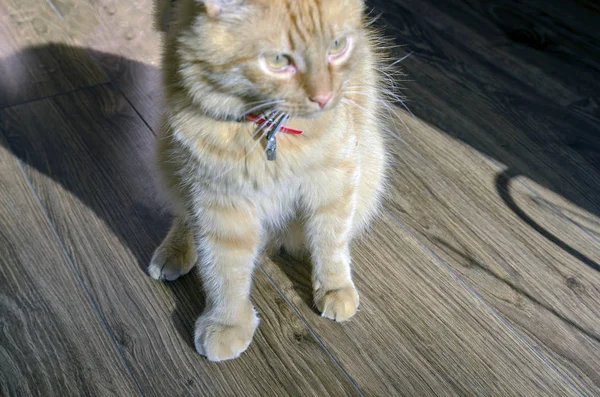 Gato Rojo Grande Adulto Gato Está Muy Dolorido Pata Delantera — Foto de Stock
