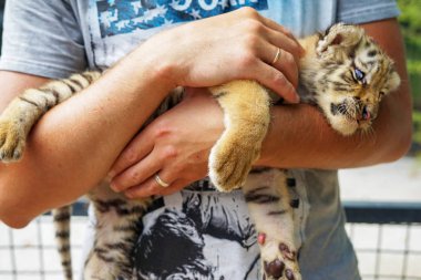 küçük bebek kaplan yalan ve zevk alır ki onun okşayarak adam. insan elinde yavru yırtıcı kedi.                               