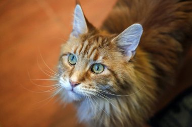 bir kedi portresi, büyük bir güzel ve etkileyici kedi ırkı Maine Coon. Kamış kedisine benziyor. kulaklarında püsküller ile. filmin etkisi.