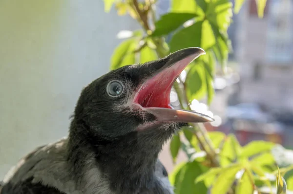 美丽的小乌鸦坐在阳台上 张着嘴 要求吃饭 大声尖叫 友好可爱的鸟 电影的效果 — 图库照片
