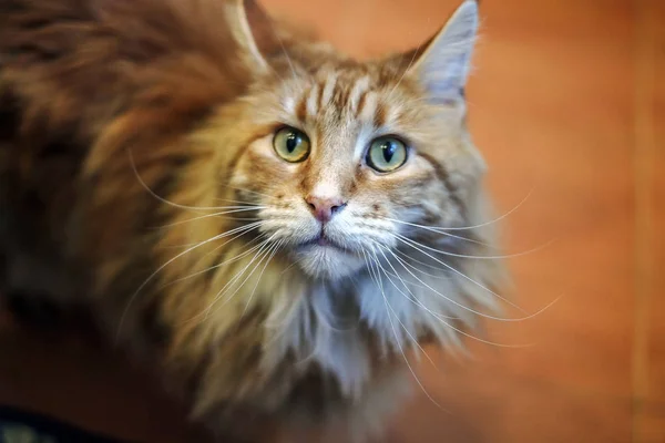 Retrato Gato Grande Gato Bonito Expressivo Raça Maine Coon Parece — Fotografia de Stock