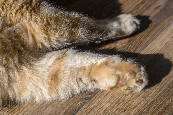 Gato Rojo Adulto Demolición Pata Delantera Pata Estaba Hinchada Gato — Foto de Stock