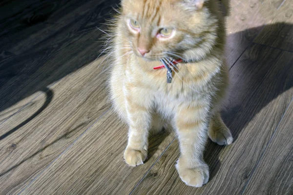 Gato Rojo Grande Adulto Gato Está Muy Dolorido Pata Delantera —  Fotos de Stock