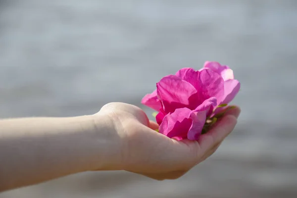 Belas Flores Floração Norte Rosa Quadris Mentira Nas Mãos Suaves — Fotografia de Stock