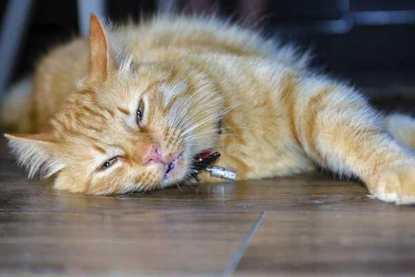 adult beautiful red cat lying on the wooden floor, wooden background, and smiling with a sly and grin. shows her teeth.