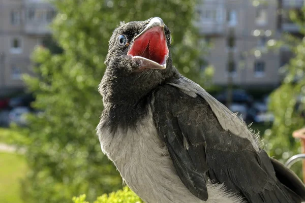 Mooie Baby Raven Zittend Het Balkon Reling Met Zijn Mond — Stockfoto