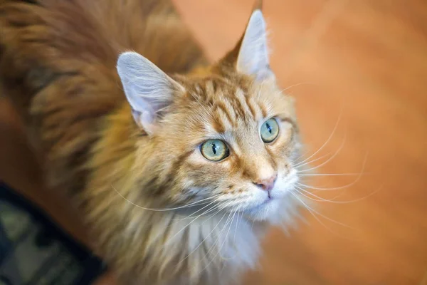 猫の肖像画 大きな美しく 表現力豊かな猫はメインクーンを繁殖 リード猫のように見えます 耳にタッセルを付けて — ストック写真