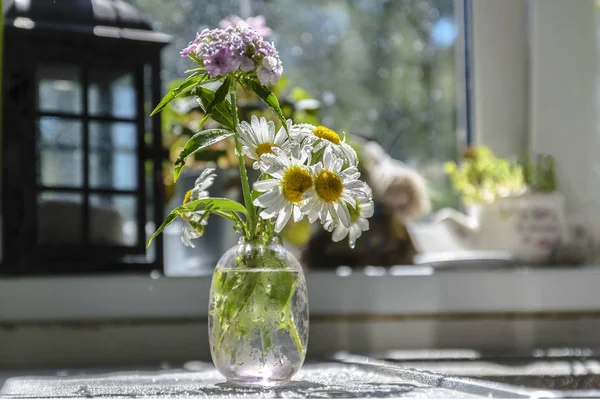 Still Life Chamomile Wildflowers Small Glass Vase Table Sun Window — Stock Photo, Image