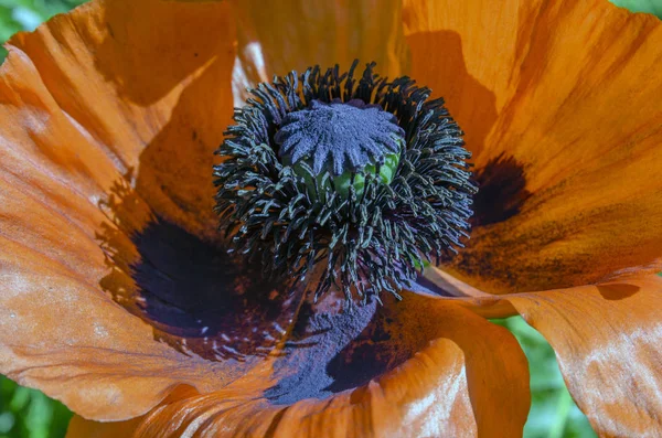 Blommande Blomma Vallmo Knopp Och Låda Med Frön — Stockfoto