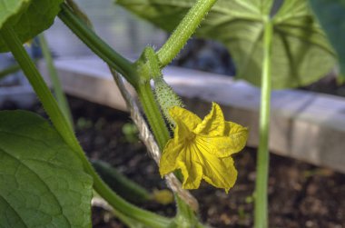 ortak salatalık meyve çiçek. küçük bir salatalık gövdesiüzerinde sarı çiçek.