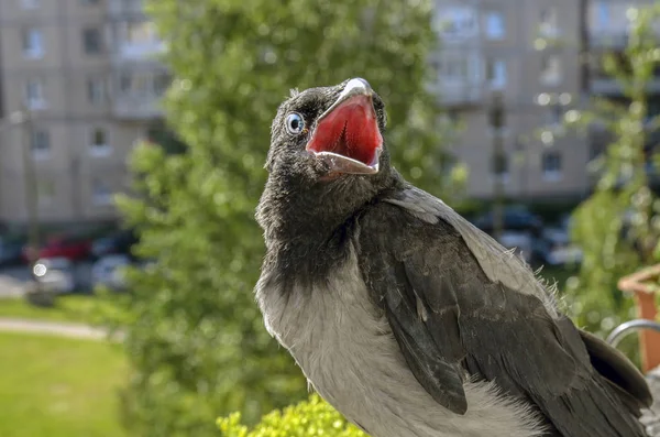 Mooie Baby Raven Zittend Het Balkon Reling Met Zijn Mond — Stockfoto