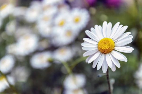 Chamomile Background Green Grass Other Chamomile Flowers — Stock Photo, Image