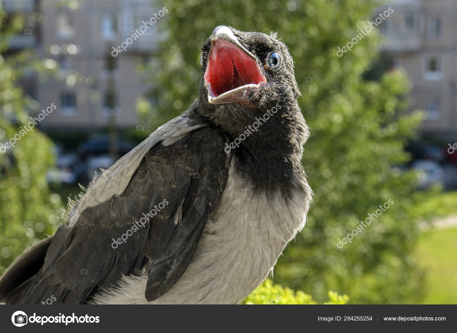 Beau Bebe Corbeau Assis Sur Balcon Balustrade Avec Bouche Ouverte Image Libre De Droit Par Vovantarakan C Beau Bebe Corbeau Assis Sur Balcon Balustrade Avec Bouche Ouverte Image Libre De Droit Par Vovantarakan C