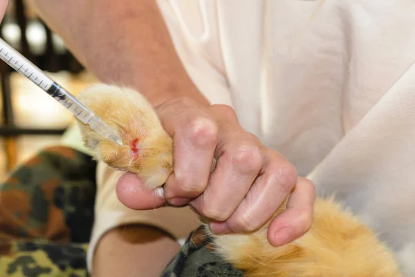 red cat with a sick and swollen paw, the concept of animal treatment, veterinary medicine. a poisonous snake bites, broken legs. injection with injection and analgesic before surgery on the leg.