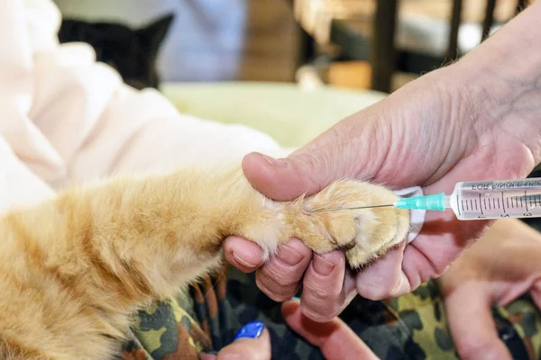 the veterinarian makes an injection to a cat, the cat was bitten by a snake, bitten by a Viper. the pet is suffering. concept of love and pet treatment after snake attack.