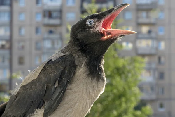 美丽的小乌鸦坐在阳台上 张着嘴 要求吃饭 大声尖叫 友好可爱的鸟 — 图库照片