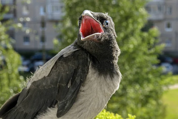 Mooie Baby Raven Zittend Het Balkon Reling Met Zijn Mond — Stockfoto