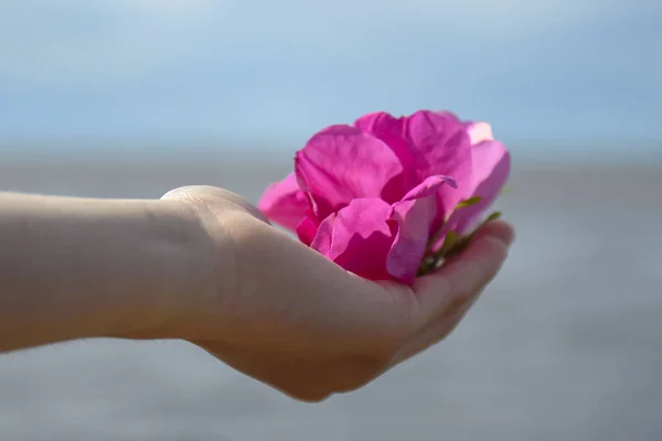 Belas Flores Floração Norte Rosa Quadris Mentira Nas Mãos Suaves — Fotografia de Stock